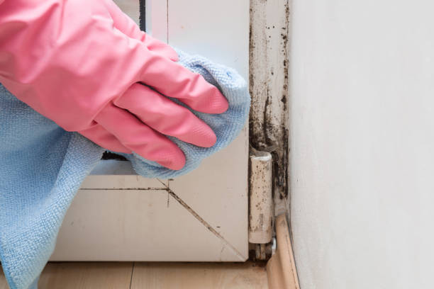 Best Commercial Mold Removal  in Pine Castle, FL